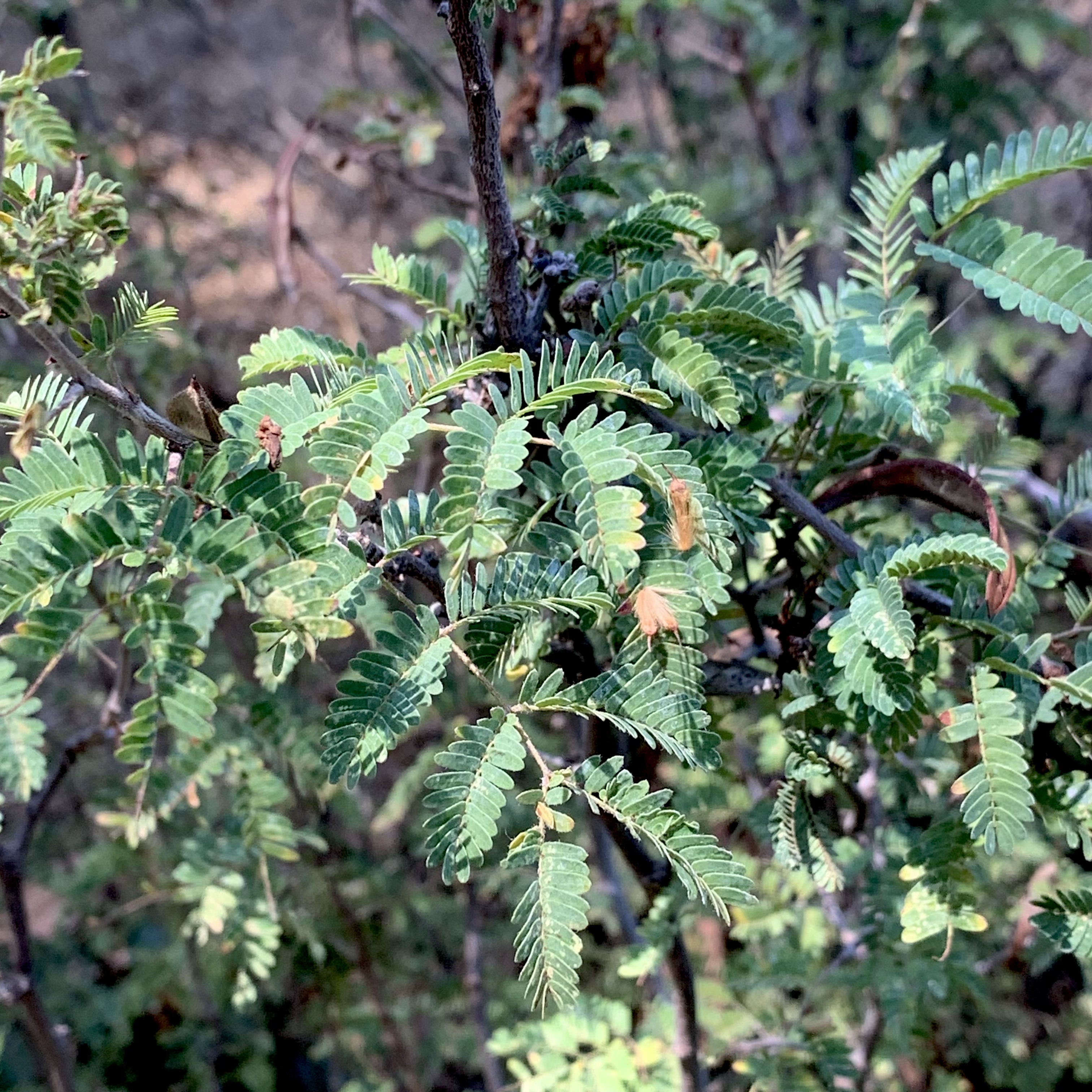 Photo of calliandra eriophylla